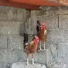 ديوك كفو للبيع