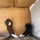 حمام جاكوبين