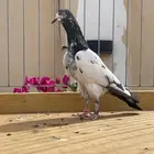 للبيع زوج تيدي سأس