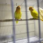 زوج روز منتج للبيع