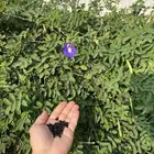 بذور شاهي ازرق