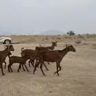 خلفات محايلات تم البيع