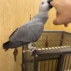 كاسكو فرخ انتاج محلي