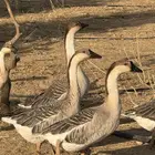 وز عراقي (توصيل مجاني داخل البكيريه)