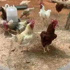 بيض دجاج لوهمان