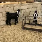 3 عنق عوارض مقنوي
