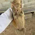 وبران بلديه نجديه