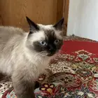 قط هملايا