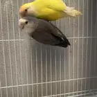 روز انثى منتجه