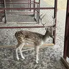 ذكر غزال للبيع بيشه