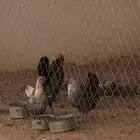 للبيع ديك و دجاج