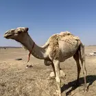 جمل طابع شرط