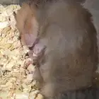 هامسترات سورية