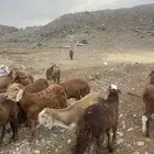 سواكني فل شحم