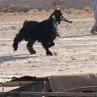 تيس فحل عارضي شرط القريع