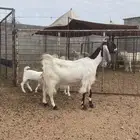 عنز خلفه معها اثنين