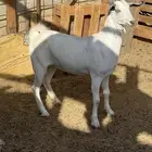 جفره من غنم الوالد نظيفة مقفله بلدي