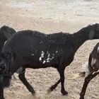 شياه هجين