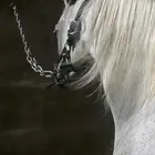 ايواء خيل