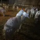 ذبايح حري كفو