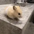 هامستر ذهبي سوري نادر جدا جدا