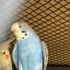 للبيع طيور حب بادجي