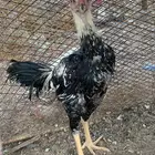 دجاج بكستاني