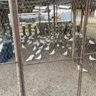 لبيع حمام فرنسي