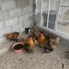 دجاج