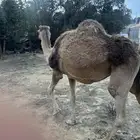ناقه للبيع