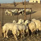 رخال حرش طيبه الحد 1350