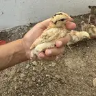 صوص دجاج بلدي