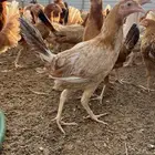 دجاج بلدي