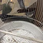 طير روز لا اعلم ذكر او انثئ غير اليف علئ السوم