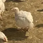 للبيع دجاج لاحم