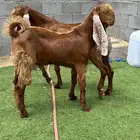 تيوس مشاريع فحول