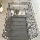 شبك حيوانات