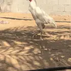 ديك بكستاني