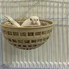 انثى كناري سوري ابيض