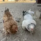 دجاج براهما