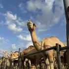 مواشي للبيع - حاشي - تيوس صومالية
