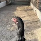 دجاج سندي اناثي