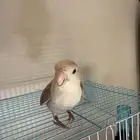 روز هدد داخلي نشبه