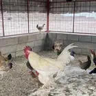 دجاج بلدي بياض