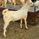 تيس للبيع