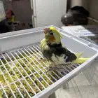 كروان يقبل الغر