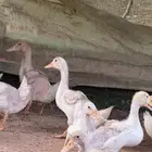 بط ابيض