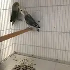 اجواز شرط انتاج ( تم البيع )