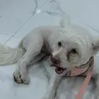 كلب انثى مالتيز