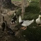 بط للبيع العدد 7